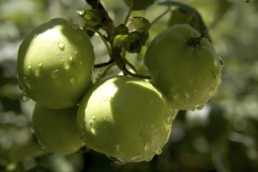 green apples on a branch