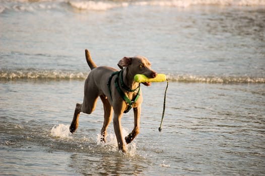 Dog playing in the water