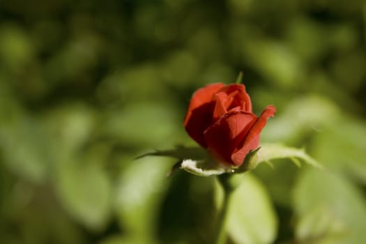 close up of a beautiful red rose