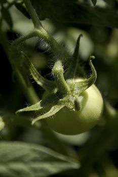 close up of a green tomatoe