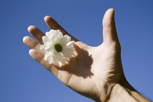 hand holding a white flower