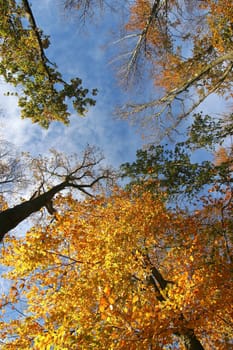 Looking up at the colourful treetops in autumn