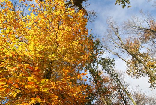 Looking up at the colourful treetops in autumn