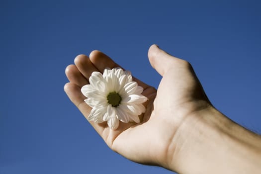 hand holding a white flower