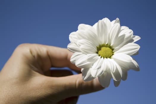 hand holding a white flower