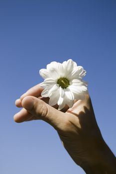 hand holding a white flower