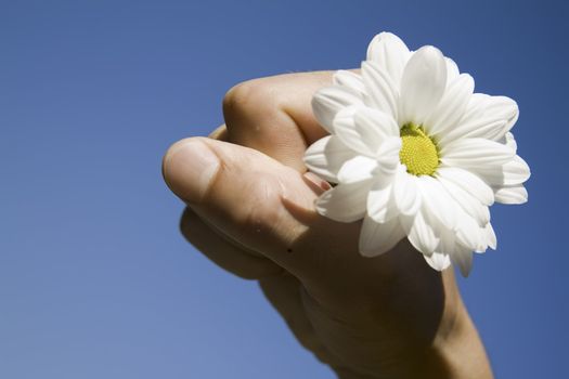 hand holding a white flower