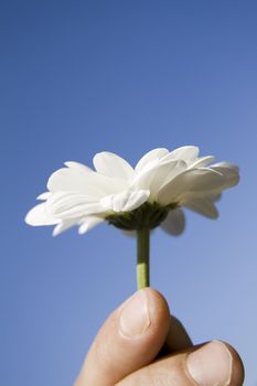 hand holding a white flower