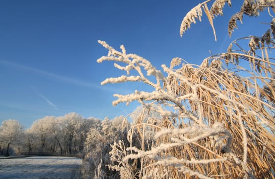 Frozen reeds in the park
