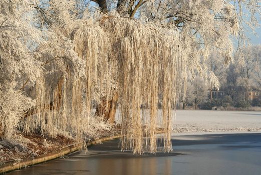 Frozen weeping willow in the park