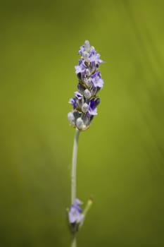 lavander flower against green background