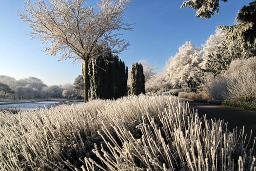 The park in winter