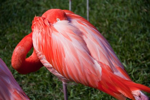 Close up of Flamingo sleeping in Florida sun