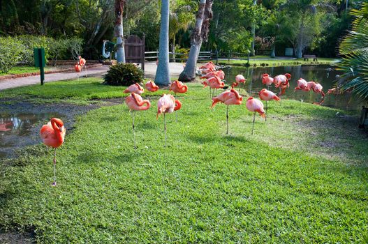 Group of sleeping flamingos next to Florida pond