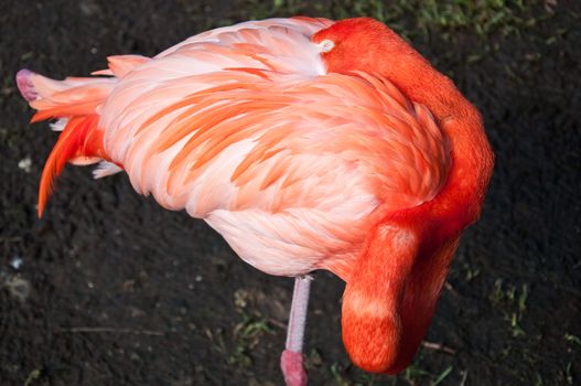 Close up of Flamingo sleeping in Florida sun