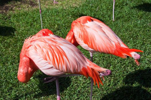 Two Flamingos Sleeping in the Florida Sun