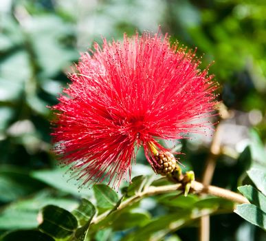 Close up of a red bottle brush flower