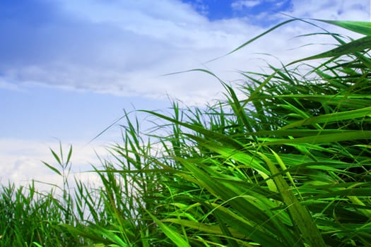 year landscape with beautiful herb green colour under blue sky and cloud