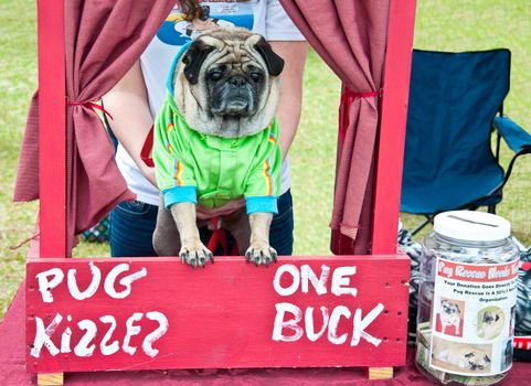 Dougie the Pug sells kisses at a booth at the 2010 Lakewood Ranch Pug Parade, to raise money for Pug Rescue.