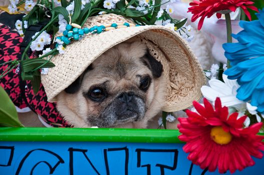 Close up of Pug in costume at 2010 Pug Parade in Lakewood Ranch, Florida