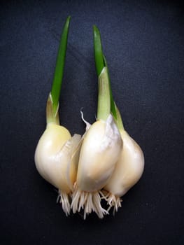 a top view of a growing garlic sprout