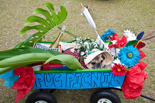 Pug all dressed up for a Pug Picnic.  An entry for the 2010 Pug Parade in Lakewood Ranch, Florida