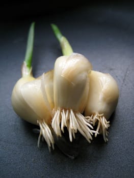 a close up view for the roots of a growing garlic sprout