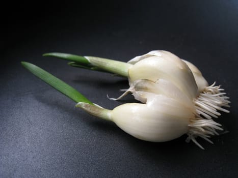 a side view of a growing garlic sprout