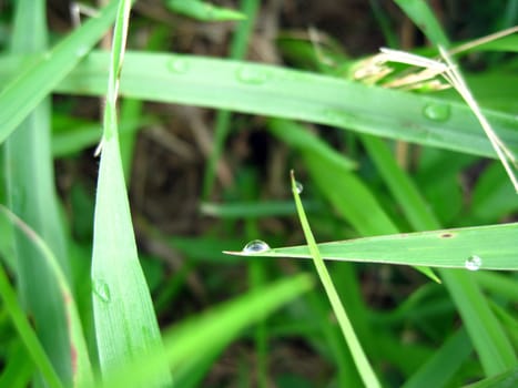 dewdrop on the grass in the field 