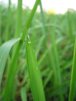 dewdrop on the grass in the field