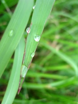 dewdrop on the grass in the field 