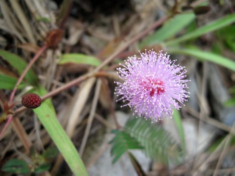 a close up of a botany of mimosa