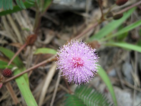 a close up of a botany of mimosa