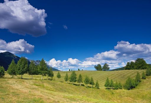 rural landscape with a row of birches over blue sky