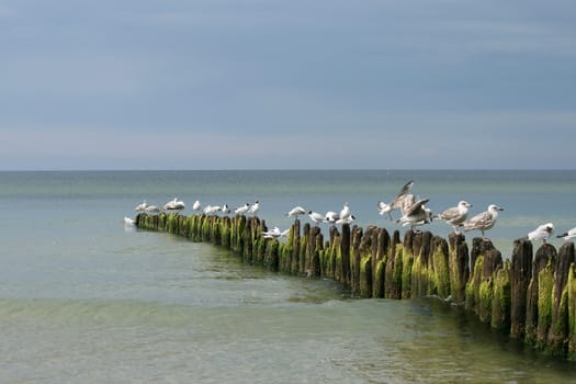 sea gulls resting on the breakwater, multiple