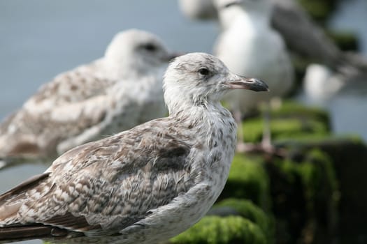 sea gull resting on the breakwater, pier