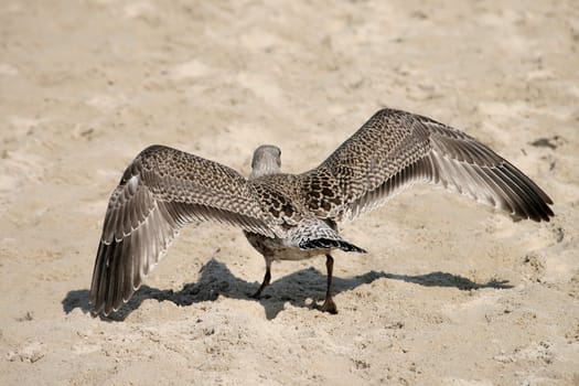 sea gull landing on the beach, huge wings