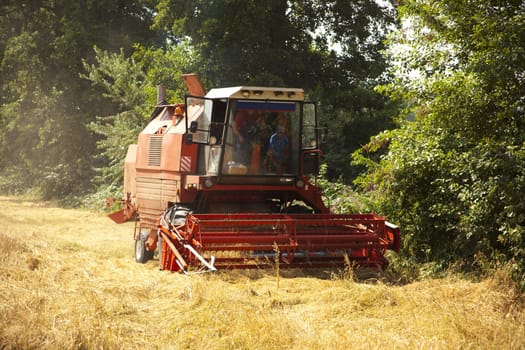 Big red harvester cuts the mature seeds of grain