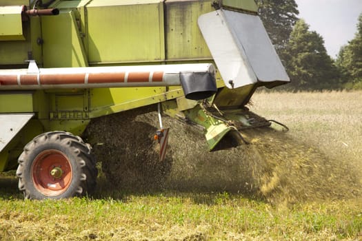 Big green harvester cuts the mature seeds of grain