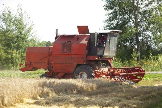 Big red harvester cuts the mature seeds of grain