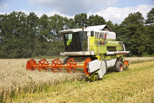 Big green harvester cuts the mature seeds of grain