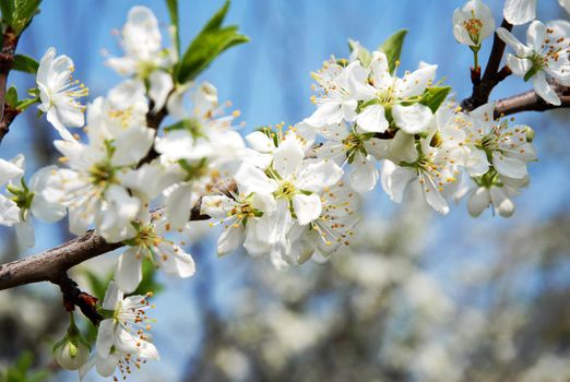 Plum Tree Blossom with blue sky and tree-blossom in background.