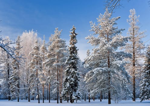 Sunny winter day in the park