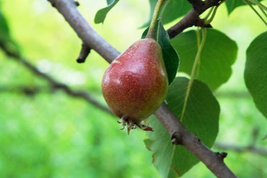 Small unripe pear hanging from a branch of a tree in a summer garden