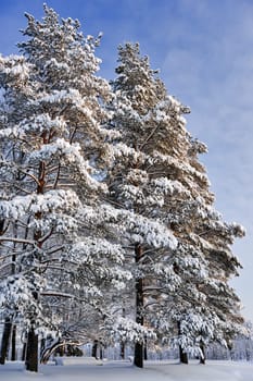Pine trees in winter day in the park