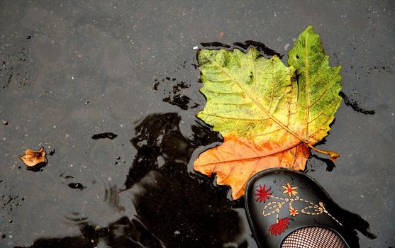 Beautiful shoe stepping on a colored maple leaf with wet asphalt in the background