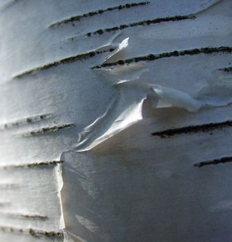 Full screen high resolution shot of wood. Good for a texture or a background.