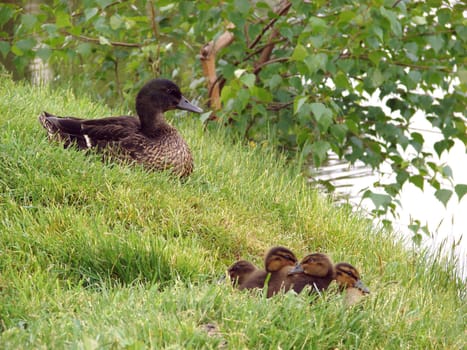 Cute little baby ducks with a parent