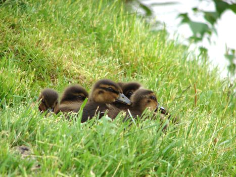 Cute little baby ducks in the grass