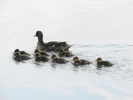 Cute little baby ducks with a parent